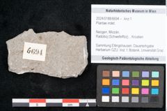 Foto (Objekt + Etikett) von Plantae indet.  (NHMW-GEO-2024-0188-6694)